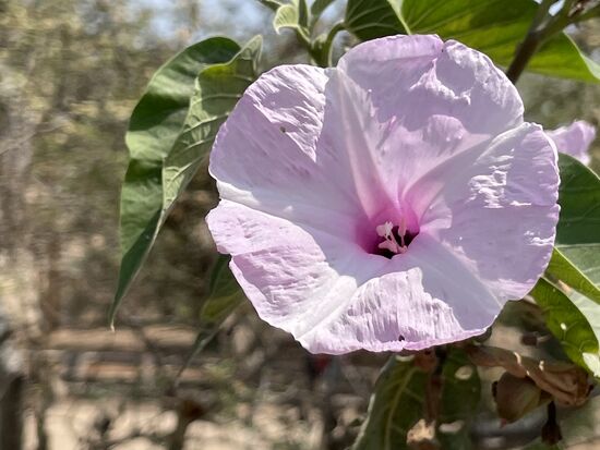 la Flor del Muerte - die Totenblume
