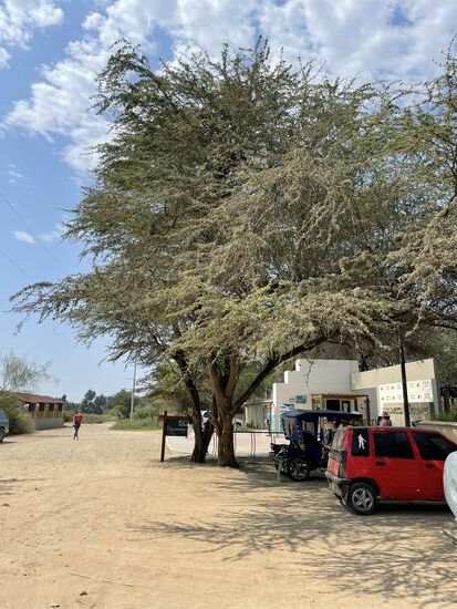 Der wichtigste Baum hier in der sehr trockenen Zone aber ist der Algarrobio oder Algarrobo (Johannisbrotbaum) er ist eine Pionierpflanze, der sehr wenig Ansprüche an den Boden stellt. Seine Wurzeln reichen viele Meter tief in den Boden.