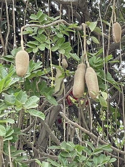 Leberwurstbaum - Kigelia