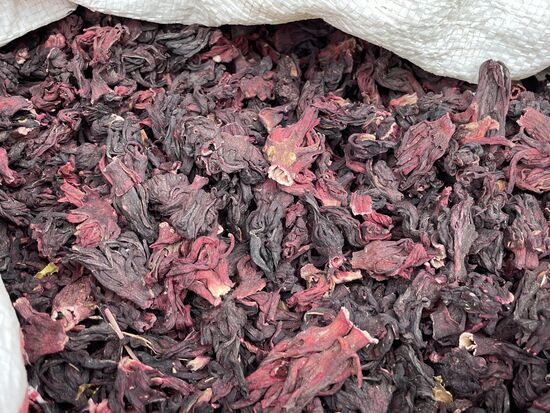 Jamaika Rose - Hibiskus