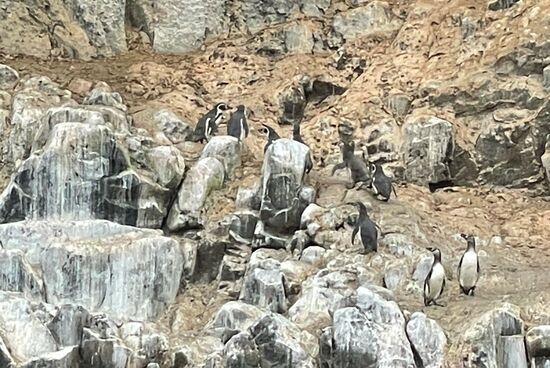 Eine kleine Kolonie Humboldt-Pinguine