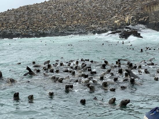 Die ganze Insel ist voller Seelöwen und im Wasser wimmelt es von schreienden Tieren.