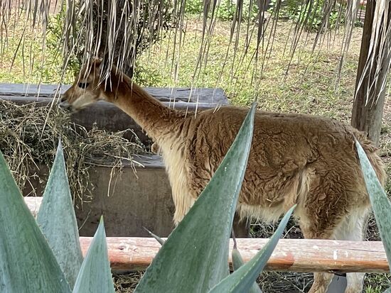 Das scheue Vicuna sieht man in der Natur erst ab 4000 müM