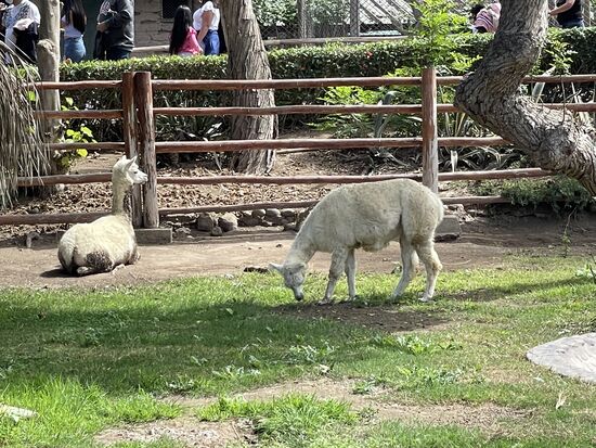Alpakas werden in Herden gehalten.