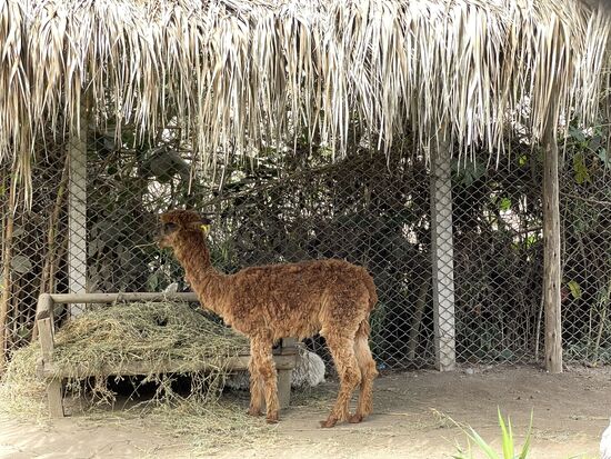Ein Suri-Alpaka mit seinem zotteligen Fell