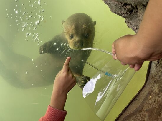 ein neugieriger Fischotter