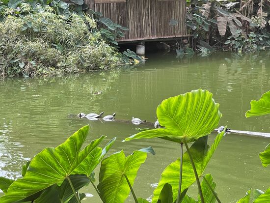 sieht wirklich aus wie in den Lagunen im Dschungel