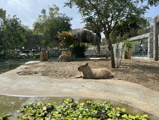 Das Capibara oder Wasserschwein ist verwandt mit dem Meerschweinchen und ist ein Nagetier