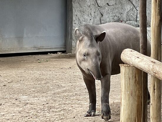 Ein grosser Tapir