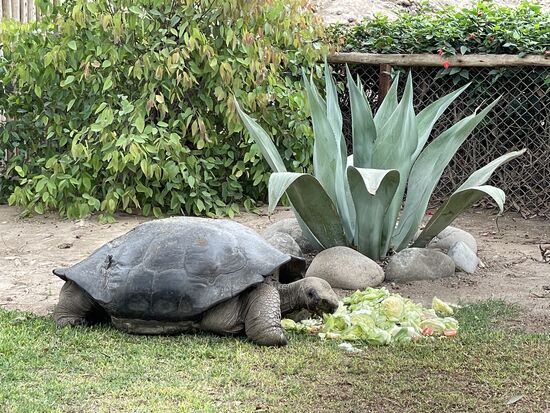 Galapagos-Schildkröte