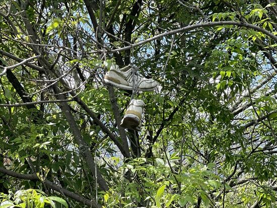 Wie kommen die Schuhe in den Baum?