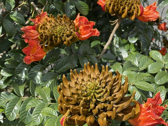 Auf der Fussgängerüberführung komme ich ganz nahe an die Blüten des Tulpenbaumes. Jetzt kann ich den Blütenstand erkennen, an dem sich nach und nach die wunderschönen Blöten öffnen.