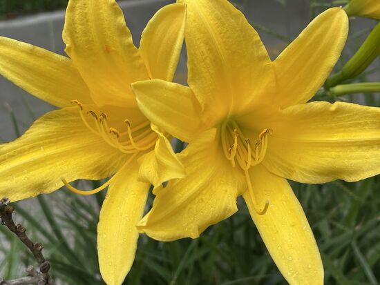 Gelbe Taglilie