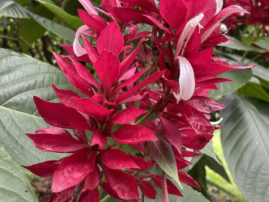 Brazilian red-cloak / Megaskepasma erythrochlamys