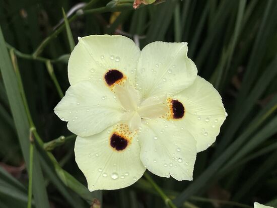 gemäss Google: gelbe Pfauenblume - dietas bicolor, eine wilde afrikantisch Iris