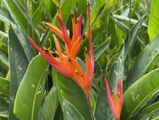 Heliconia - Hummerschere