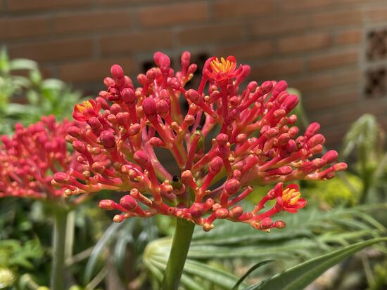 Korallen-Purgiernuss / Jatropha multifida L.