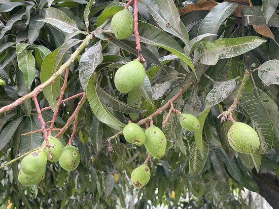 ... und am gleichen Baum hängen bereits ein paar ganz kleine Mangos