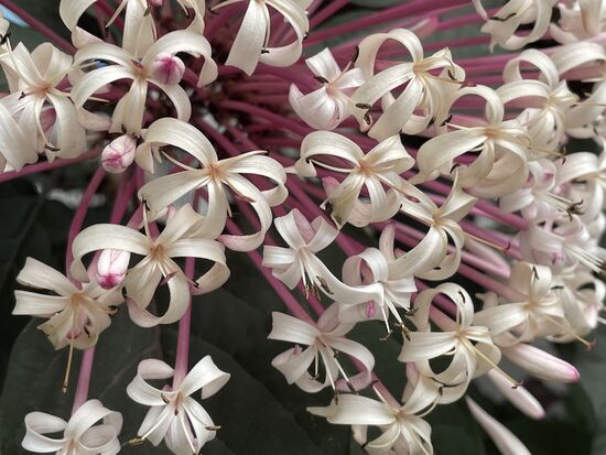 Clerodendrum quadriloculare - Feuerwerk