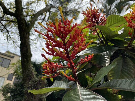 Palicourea guienensis Aubi