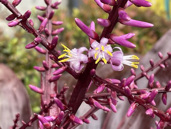 Cordyline fruticosa - Keulenlilie
