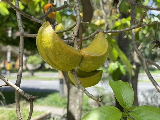 Tabernaemontana alba - Katzenkissen