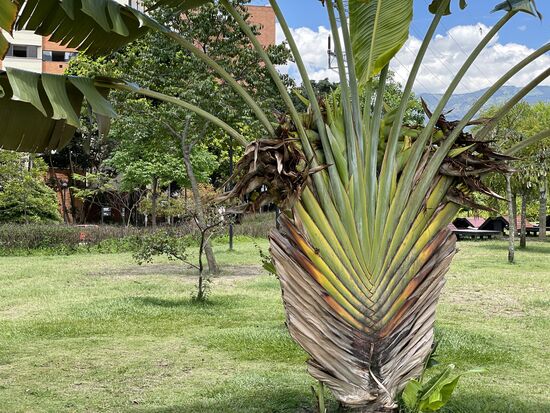 Baum der Reisenden - eine Strelizienart