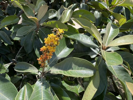 Byrsonima crassifolia - hab keinen deutschen Namen gefunden aber ganz viele lokale Namen. Zuhause in Mittel- und Südamerika