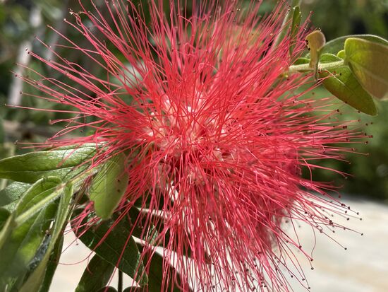 Puderquastenbaum - passt