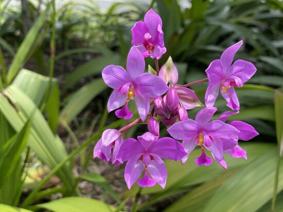 Spathaglottis - Orchidee im Blumenbeer