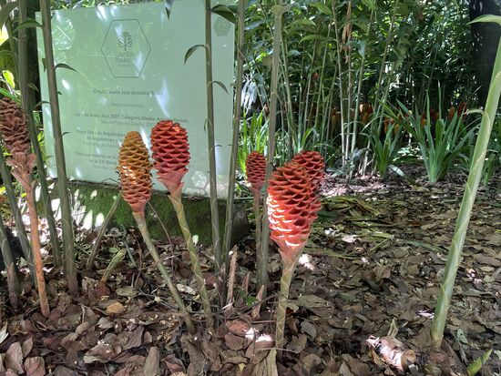 Zingiber - Bienenkorb-Ingwer