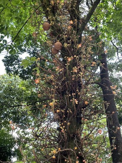 Ein Kanonenkugelbaum