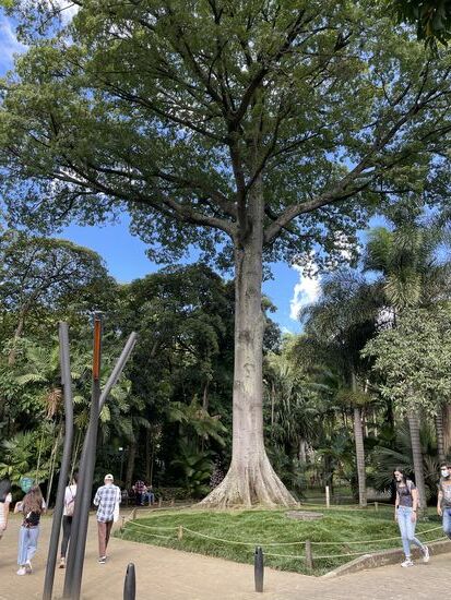 eine Ceiba
