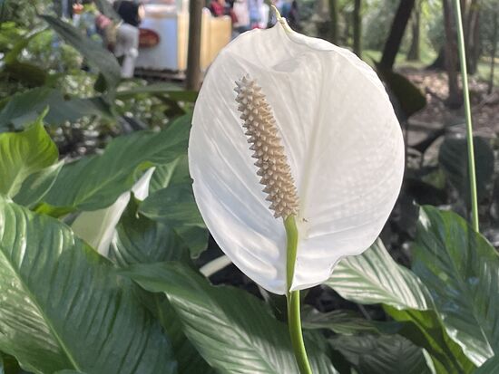 Spathiphyllum - Einblatt