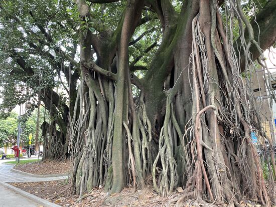 Uralte Ficus mit riesigen Luftwurzeln, die sich von oben den Weg in die Erde gesucht haben.