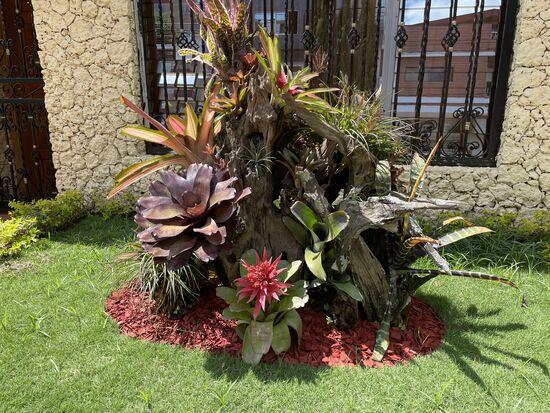 Ein liebevoll gepflegter Vorgarten