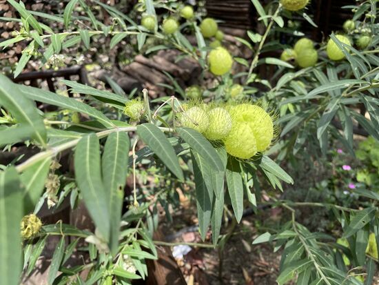 Gomphocarpus physocarpus - Schwanen-Seidenpflanze