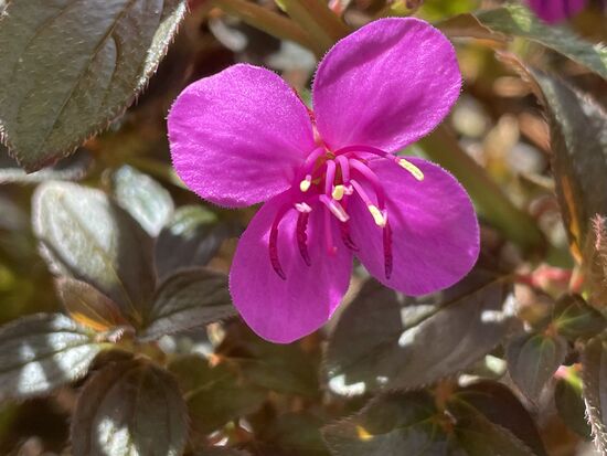 Centradenia Inaequilateralis - eine ganz winzige Blüte an einem niedrigen Busch.
