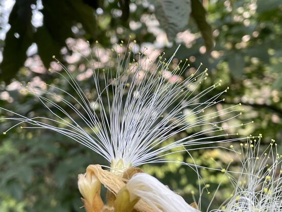 Inga edulis, eine Momosenart