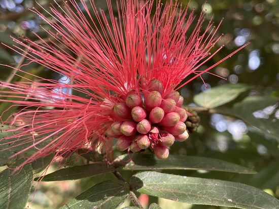 Calliandra haematocephala - rosa Puderquastenstrauch