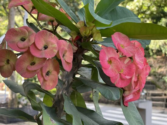 Christusdorn - mit riesigen Blüten