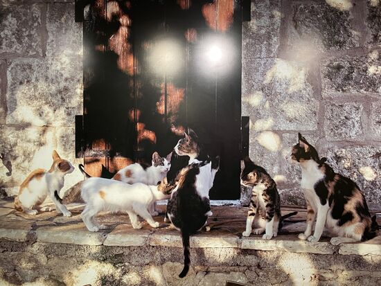 Das grosse Katzenbild hängt an der Wand.