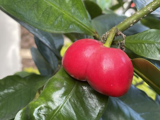 Thevetia ahouai - hab keinen deutschen Namen gefunden.