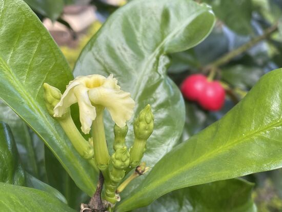 Der Busch wächst in meiner Strasse.