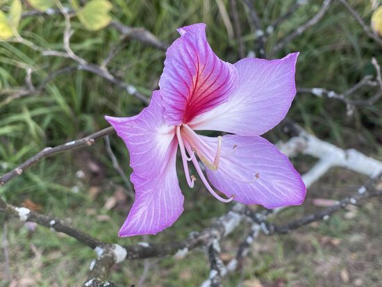 Bauhinia purpurea - Orchideenbaum - oder buntfarbene Bauhinie