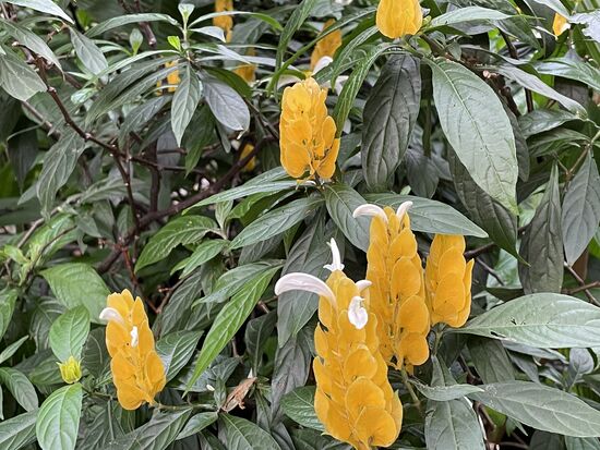 Pachystachys luitea - gelbe Dickähre / kennen wir aus dem Blumentopf