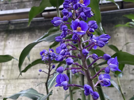 Dichorisandra thyrsiflora - blauer Inger (Ingwer scheint eine riesige Familie zu sein.)