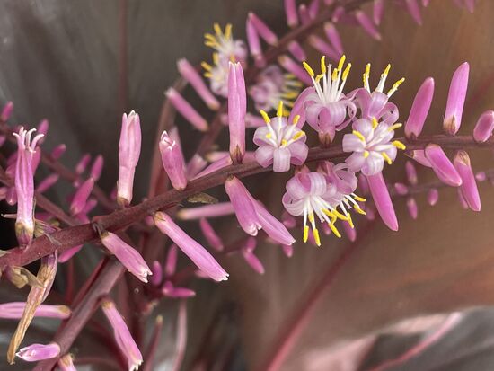 Cordyline fruticosa - Keulenlilie