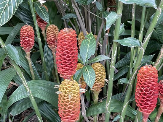 Zingiber - Bienenkorb-Ingwer