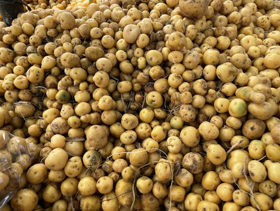 Das sind zwischendurch mal keine Früchte, sondern winzige Kartoffeln, grad mal wenig grösser als Kirschen.